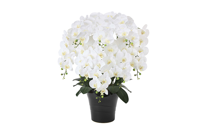 光の楽園 フレッシュ胡蝶蘭W8本立【配送不可：北海道・沖縄・離島