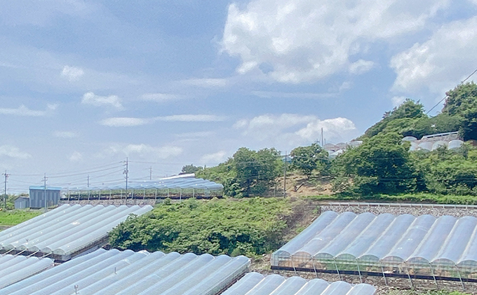 ぶどう 2026年 先行予約 9月・10月発送 シャイン マスカット 晴王 1房 約700g ブドウ 葡萄  岡山県産 国産 フルーツ 果物 ギフト 