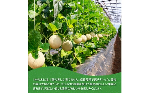 SKS024　【CF-R5cbs】 “高知県産”高級マスクメロン（ご家庭用）2玉入【発送期間：4月～12月（9カ月）】【1月～3月は気候温度不安定の為出荷不可となります。】〈南国市共通返礼品〉