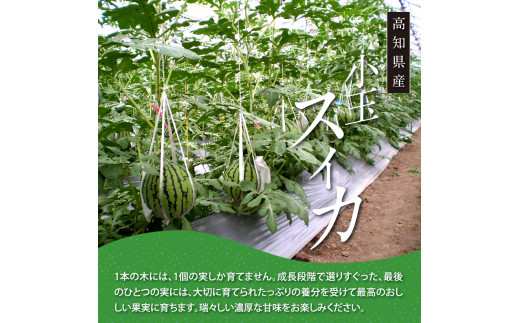 SKS025　【CF-R5cbs】 “高知県産”高級マスクメロン＆小玉スイカセット〈【1月～3月は気候温度不安定の為出荷不可となります。】南国市共通返礼品〉