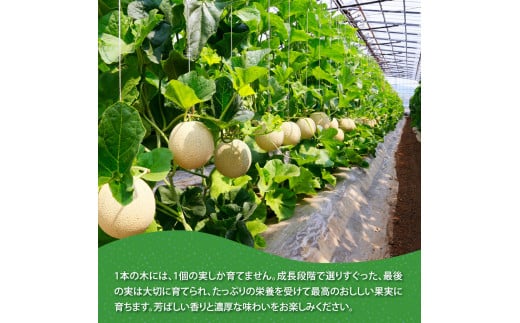 t063sks　【CF-R5cbs】 《6ヵ月定期便》“高知県産”高級マスクメロン（ご贈答・ギフト用）1玉入【発送期間：4月～12月（9カ月）】【1月～3月は気候温度不安定の為出荷不可となります。】〈南国市共通返礼品〉