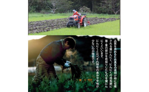 t082kgp　【CF-R5cbs】 《3ヶ月定期便》芸西村厳選1本釣り本わら焼き「芸西村本気シリーズ〈極〉カツオのたたき（3～4人前）あの有名番組で紹介された有機無添加土佐にんにくぬた・タレ付き」数量限定〈高知市・土佐市共通返礼品〉