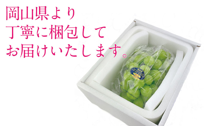 ぶどう 2026年 先行予約 シャイン マスカット 晴王 1房 約650g ブドウ 葡萄  岡山県産 国産 フルーツ 果物 ギフト 