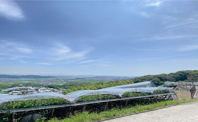 ぶどう 2026年 先行予約 シャイン マスカット 晴王 1房 約650g ブドウ 葡萄  岡山県産 国産 フルーツ 果物 ギフト 