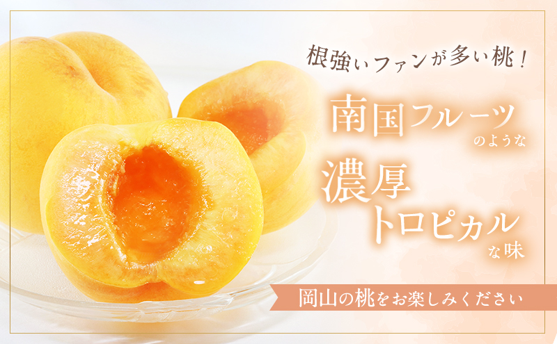 桃 2026年 先行予約 晩生の旬の 黄桃 約1.8kg 5～7玉 進物用 もも フルーツ 果物 岡山 赤磐市産 農マル園芸あかいわ農園