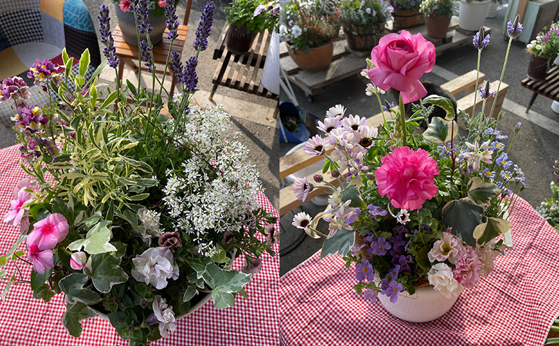 花 ガーデニングコンシェルジュがお届けする 季節の花 寄せ植え 鉢植え 鉢花 5～7種 ガーデニング コンシェルジュ お花 京都 