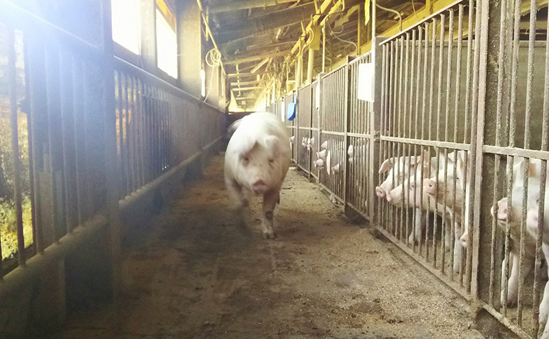 豚肉 農林水産大臣賞受賞 京丹波高原豚 しゃぶしゃぶ セット 九条葱 出汁 蕎麦 ロース 肩ロース 豚バラ 野菜 柚子胡椒 お肉 豚 肉 しゃぶしゃぶ肉 ブランド 京都 牛肉/しゃぶしゃぶ 