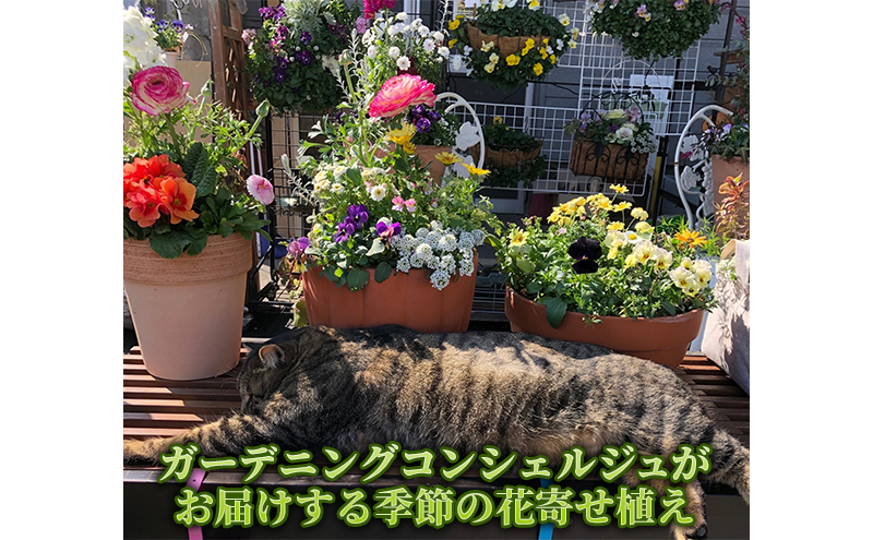 花 ガーデニングコンシェルジュがお届けする 季節の花 寄せ植え 鉢植え 鉢花 5～7種 ガーデニング コンシェルジュ お花 京都 