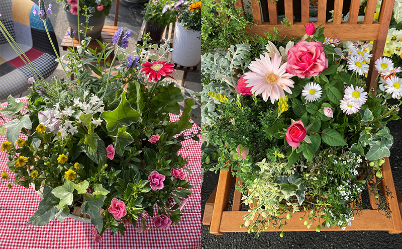 花 ガーデニングコンシェルジュがお届けする 季節の花 寄せ植え 鉢植え 鉢花 5～7種 ガーデニング コンシェルジュ お花 京都 