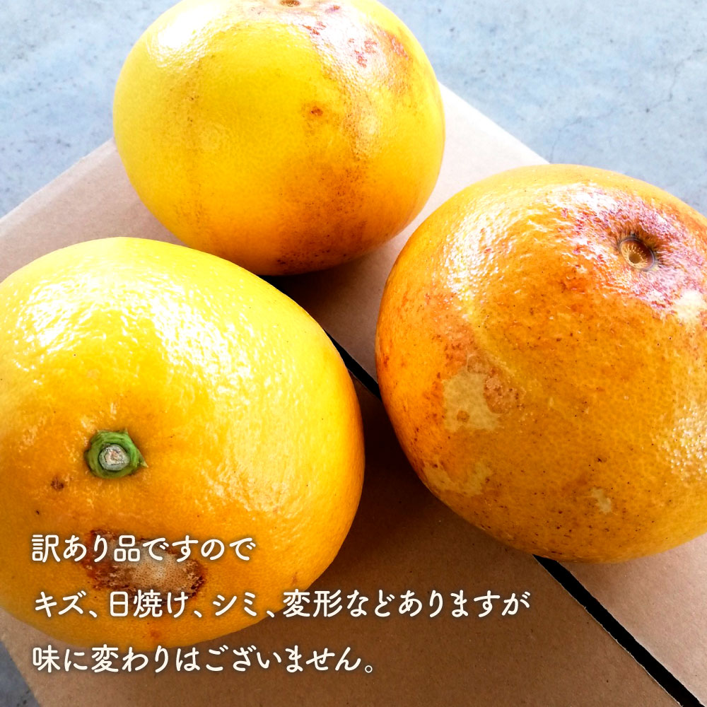 【先行予約】マルツジ果樹園の土佐文旦訳あり品（約5kg） 訳あり 文旦 土佐文旦 ぶんたん ブンタン 期間限定 数量限定 2L～4Lサイズ 8～11個 果物 柑橘 フルーツ 高知県産 家庭用 傷 美味しい