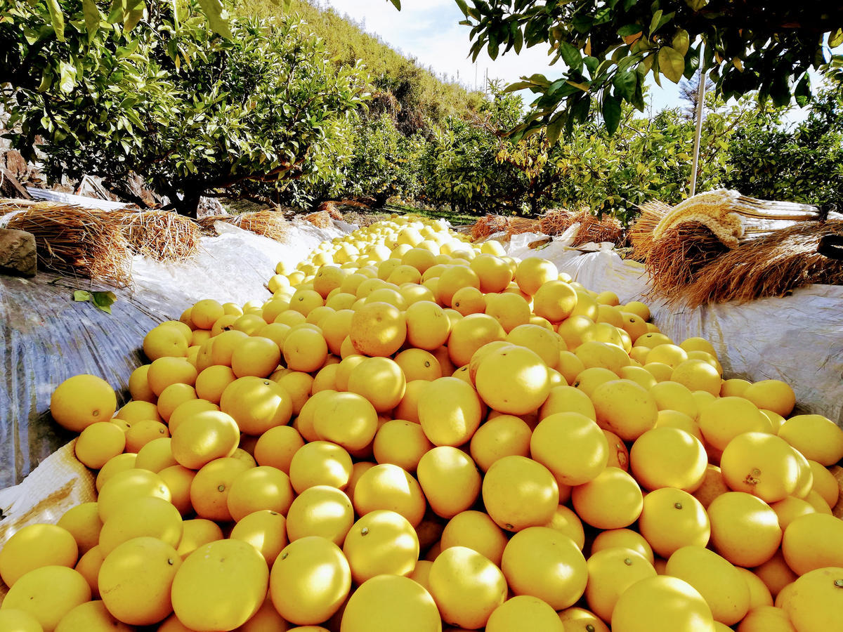 【先行予約】マルツジ果樹園の土佐文旦訳あり品（約5kg） 訳あり 文旦 土佐文旦 ぶんたん ブンタン 期間限定 数量限定 2L～4Lサイズ 8～11個 果物 柑橘 フルーツ 高知県産 家庭用 傷 美味しい