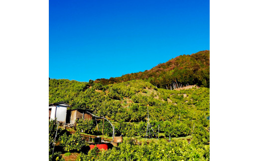 【先行予約】マルツジ果樹園の土佐文旦訳あり品（約5kg） 訳あり 文旦 土佐文旦 ぶんたん ブンタン 期間限定 数量限定 2L～4Lサイズ 8～11個 果物 柑橘 フルーツ 高知県産 家庭用 傷 美味しい