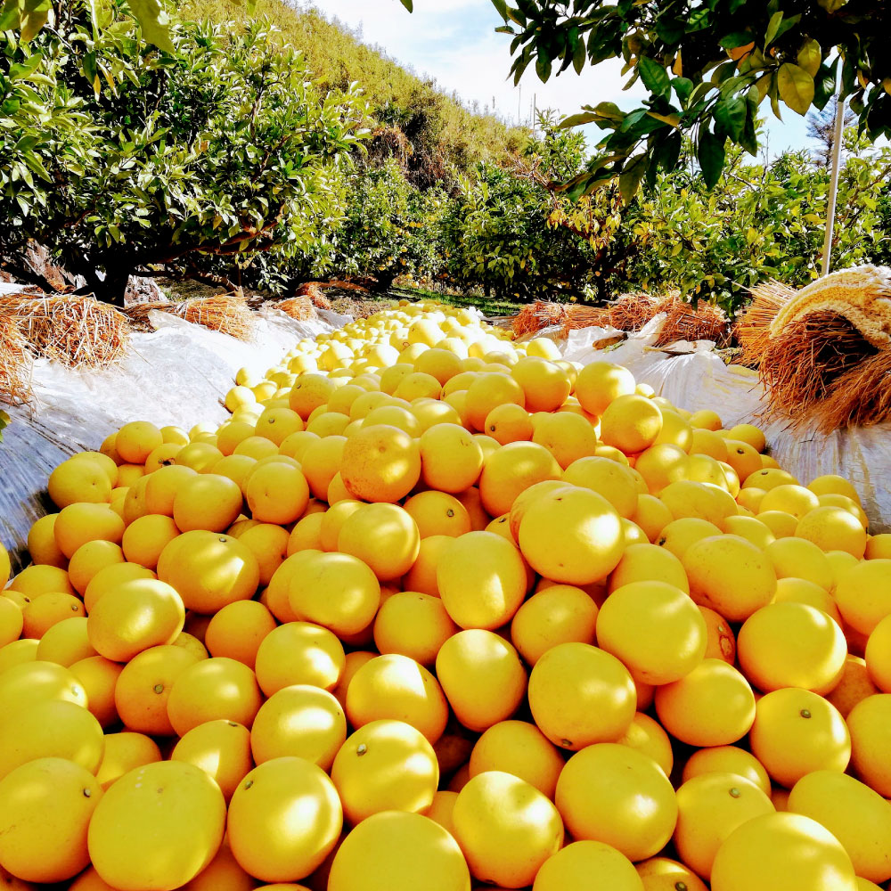 【先行予約受付】文旦 約10kg 土佐文旦 大玉 贈答用 ぶんたん ブンタン 期間限定 数量限定 3Lサイズ 16～18個 果物 柑橘 フルーツ 高知県産 土佐市産 ギフト 美味しい おいしい 春 旬
