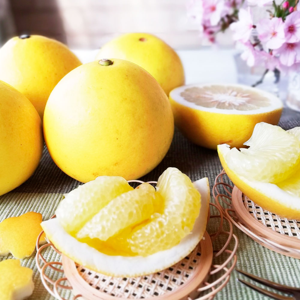 【先行予約受付】文旦 土佐文旦 ぶんたん ブンタン 期間限定 数量限定 約5kg 3Lサイズ8～9個 果物 柑橘 フルーツ 高知県産 家庭用 ご自宅用 傷 変形 美味しい おいしい  春 旬 