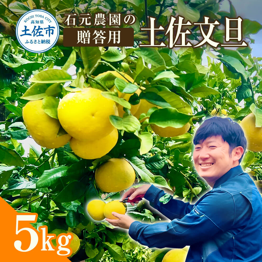 石元農園の土佐文旦　贈答用　約５キロ（７～１２玉） 期間限定 先行予約 土佐文旦 文旦 5kg ブンタン ぶんたん 果物 柑橘 フルーツ 高知県産 お取り寄せグルメ ギフト 贈答 贈り物 美味しい