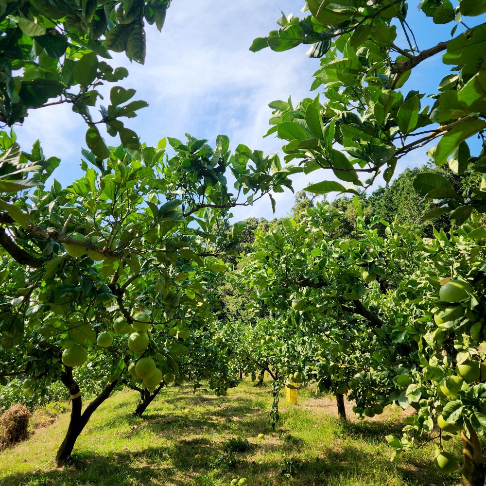 石元農園の土佐文旦　贈答用　約５キロ（７～１２玉） 期間限定 先行予約 土佐文旦 文旦 5kg ブンタン ぶんたん 果物 柑橘 フルーツ 高知県産 お取り寄せグルメ ギフト 贈答 贈り物 美味しい