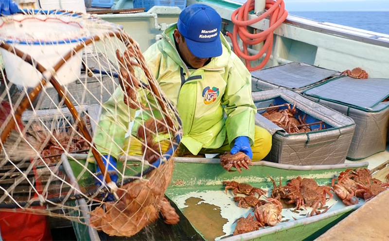 北海道枝幸町のふるさと納税 【漁獲量日本一】至福の逸品！特選冷凍「枝幸毛がに」約570g×2尾【 毛蟹 毛ガニ オホーツク 北海道 加工食品 地域のお礼の品 カタログ 毛ガニ 北海道 オホーツク 枝幸 】
