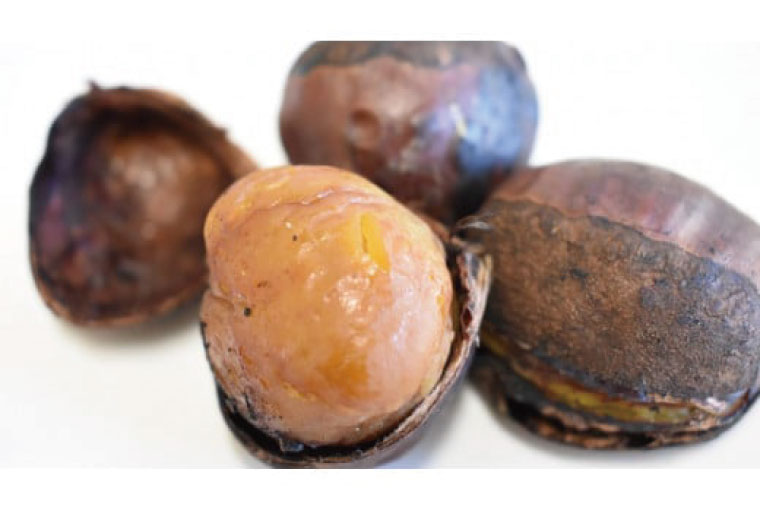 CS-5　【期間限定】【2025年10月中旬より順次発送】なめがたの焼き栗(300g×2袋)｜栗 焼き栗 焼栗 くり クリ 熟成 真空 真空パック 先行予約 茨城県 行方市(CS-5)