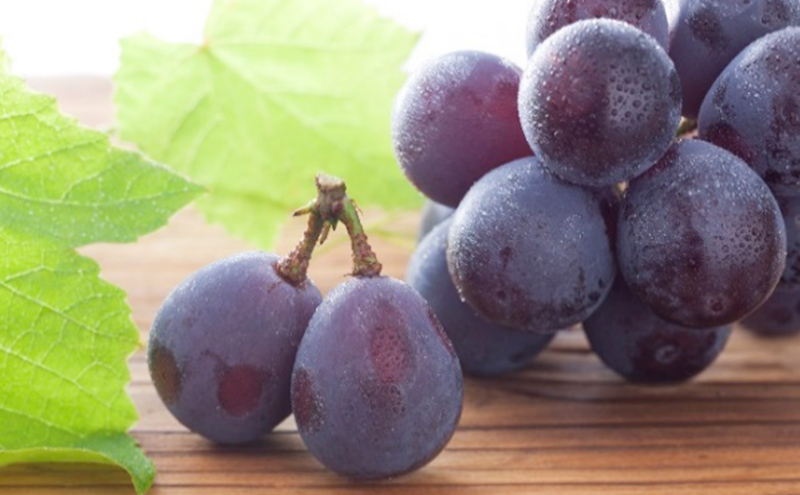 ぶどう 2026年 先行予約 特選 ニュー ピオーネ 1房 約700g ブドウ 葡萄  岡山県産 国産 フルーツ 果物 ギフト いろは堂 