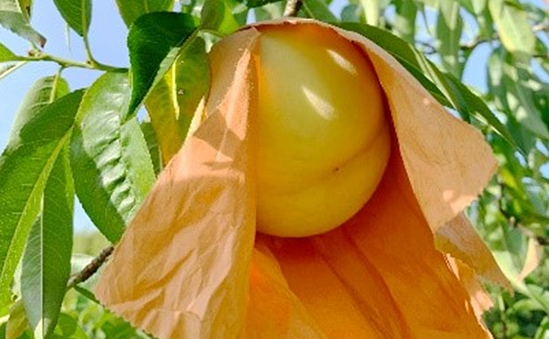 桃 2026年 先行予約 特選 岡山の白桃 7～9玉 約2kg 早生種 もも モモ 岡山県産 国産 フルーツ 果物 ギフト いろは堂 