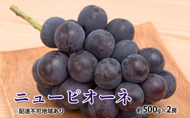 【岡山県瀬戸内市】ぶどう 2026年 先行予約 ニュー ピオーネ 約500g×2房 種無し ブドウ 葡萄  岡山県産 国産 フルーツ 果物 ギフト デザート 果実 美しい 大粒 高糖度 皮ごと 食べ応え 芳醇 甘い 果汁 食べやすい 大人気