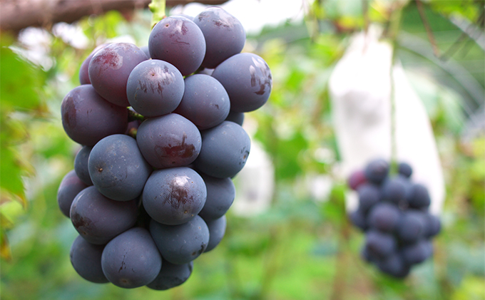 ぶどう 2026年 先行予約 ニュー ピオーネ 約500g×2房 種無し ブドウ 葡萄  岡山県産 国産 フルーツ 果物 ギフト デザート 果実 美しい 大粒 高糖度 皮ごと 食べ応え 芳醇 甘い 果汁 食べやすい 大人気 