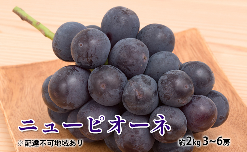 ぶどう 2025年 先行予約 ニュー ピオーネ 約2kg 3～6房 種無し ブドウ 葡萄  岡山県産 国産 フルーツ 果物 ギフト デザート 果実 美しい 大粒 高糖度 皮ごと 食べ応え 芳醇 甘い 果汁 食べやすい 大人気 
