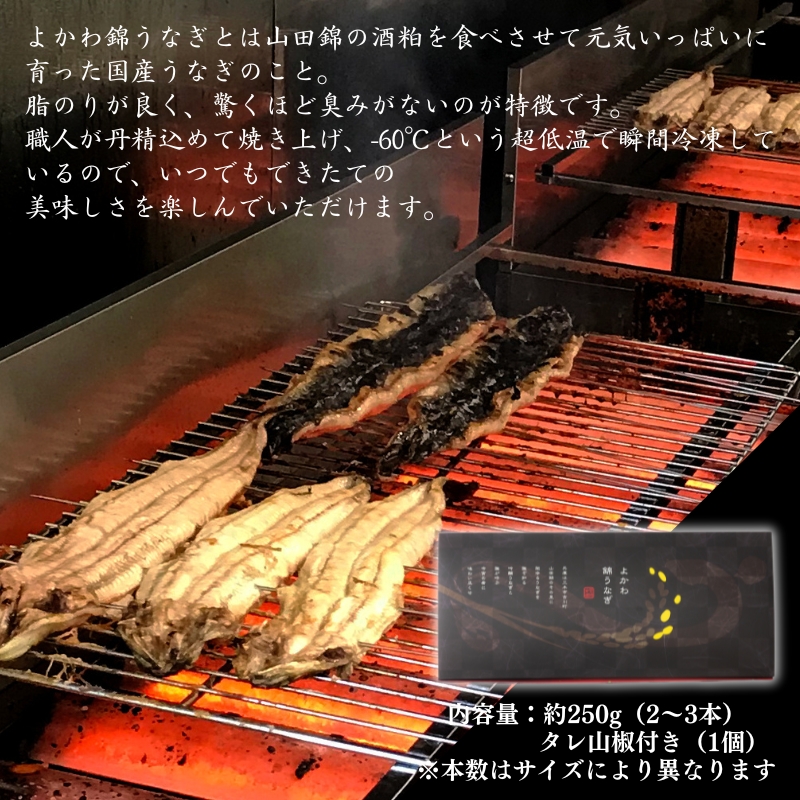 アラジン グラファイトミニグリラー 緑 国産 よかわ錦うなぎ 蒲焼き 約250g セット CAG-MG7AG