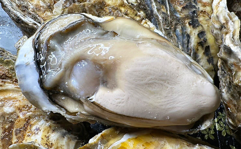 北海道 厚岸産 あさり1kg 殻付き 牡蠣 LLサイズ 20個 魚貝類 海鮮 海の幸 ふっくら 濃厚 大粒 肉厚 産地直送 