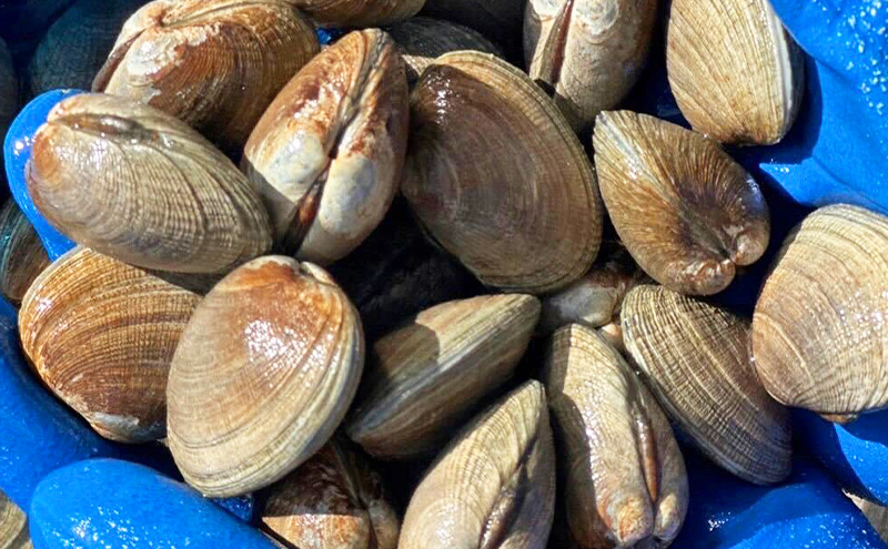 北海道 厚岸産 あさり 2.5kg 海産物 海の幸 味が濃い 貝類 貝 みそ汁 酒蒸し アサリバター 食材 食べ物 パスタ 