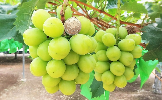 【2026年先行予約】 ぶどう 夏の贅沢 シャインマスカット 2房(1.4kg以上：1房700g以上×2箱）【7月10日から7月30日までに発送】 葡萄 ブドウ 岡山県産 フルーツ 果物 数量限定 期間限定 岡山 里庄町 