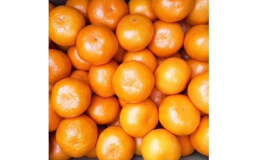 【ご家庭用】和歌山有田みかん約5kg(SS、Sサイズ) 〇｜ みかん ミカン mikan 有田みかん s ss 5kg 柑橘 温州ミカン 温州みかん 先行予約 ※2025年11月上旬～2026年1月下旬頃に順次発送予定