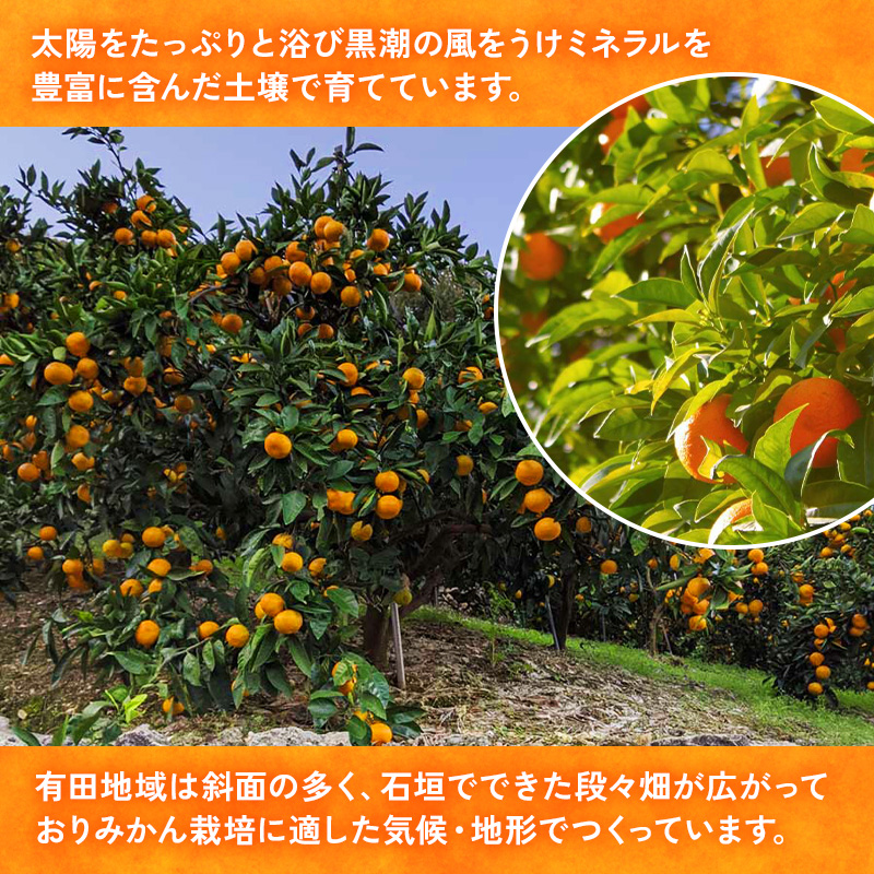 和歌山県美浜町のふるさと納税 【ご家庭用】和歌山有田みかん約10kg(2L、3Lサイズ)〇 ※北海道・沖縄・離島への配送不可 ※2025年11月上旬～2026年1月下旬頃に順次発送予定