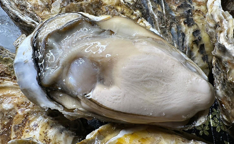 北海道 厚岸産 あさり1kg 殻付き 牡蠣 LLサイズ 20個　お歳暮 特別選別品 魚貝類 生牡蠣 海鮮 海の幸 海産物 国産あさり 生食用殻付カキ マルえもん