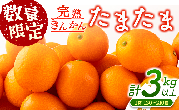 先行予約 完熟きんかん たまたま 計3kg