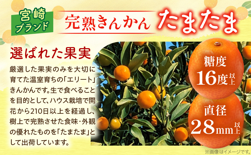 宮崎県日南市のふるさと納税 先行予約 完熟きんかん たまたま 計3kg以上 (3kg×1箱) 希少 期間限定 数量限定 フルーツ 果物 くだもの 柑橘 金柑 国産 食品 大粒 宮崎ブランド おすすめ デザート おやつ ギフト 贈り物 贈答 お返し お祝い おすそ分け 産地直送 日南市 送料無料_BC58-23