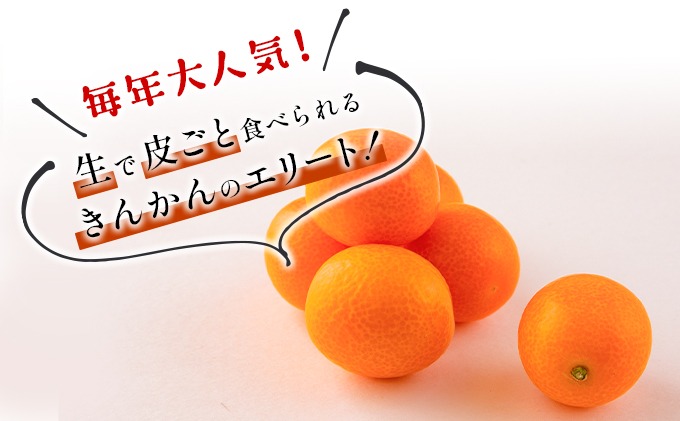 宮崎県日南市のふるさと納税 先行予約 完熟きんかん たまたま 計3kg以上 (3kg×1箱) 希少 期間限定 数量限定 フルーツ 果物 くだもの 柑橘 金柑 国産 食品 大粒 宮崎ブランド おすすめ デザート おやつ ギフト 贈り物 贈答 お返し お祝い おすそ分け 産地直送 日南市 送料無料_BC58-23