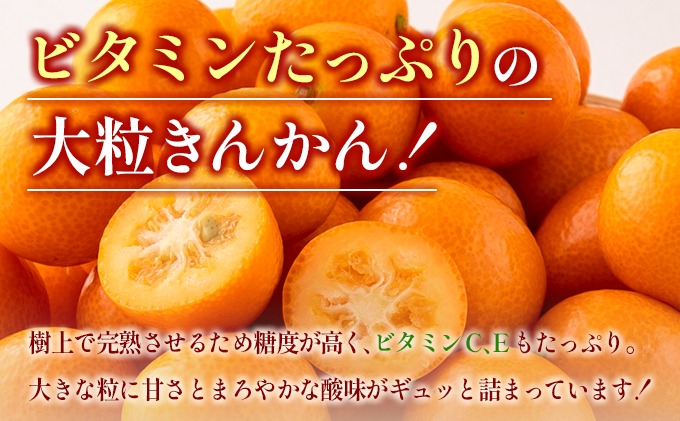 宮崎県日南市のふるさと納税 先行予約 完熟きんかん たまたま 計3kg以上 (3kg×1箱) 希少 期間限定 数量限定 フルーツ 果物 くだもの 柑橘 金柑 国産 食品 大粒 宮崎ブランド おすすめ デザート おやつ ギフト 贈り物 贈答 お返し お祝い おすそ分け 産地直送 日南市 送料無料_BC58-23