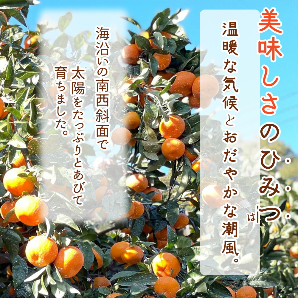 DI6060_和歌山県産 有田みかん 1kg 訳あり | 和歌山県湯浅町
