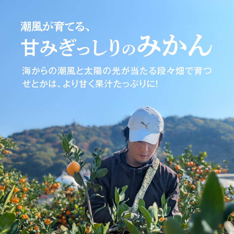 DZ6207_ご家庭用 せとか 和歌山 有田 S～3Lサイズ 大きさお任せ 3kg