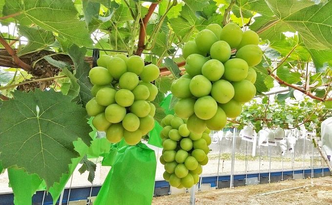 【 2026年 先行予約 】ぶどう 晴れの国 シャインマスカット 2房 定期便 4回 コース 《2026年7月-10月出荷》 葡萄 ブドウ 岡山県産 フルーツ 果物 数量限定 里庄町 