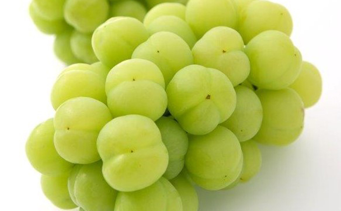 ぶどう 2026年 先行予約 桃太郎 ぶどう 2房（1房 480g以上 露地栽培）贈答用 ブドウ 葡萄  岡山県産 国産 フルーツ 果物 ギフト 