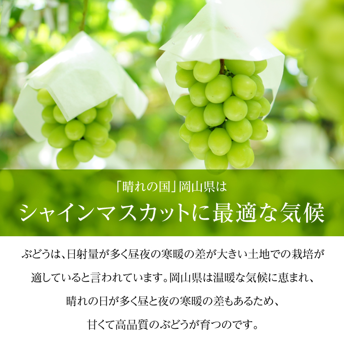ぶどう 2026年 先行予約 ご家庭用 シャイン マスカット 晴王 優品 2房入り（1房 530g以上 露地栽培） ブドウ 葡萄  岡山県産 国産 フルーツ 果物 