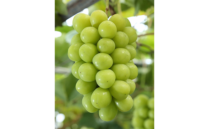 ぶどう 2026年 先行予約 ご家庭用 シャイン マスカット 晴王 優品 3房入り（1房 530g以上 露地栽培） ブドウ 葡萄  岡山県産 国産 フルーツ 果物 