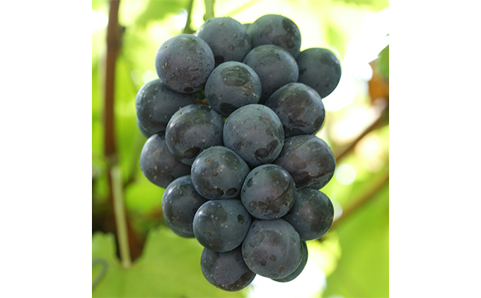 ぶどう 2026年 先行予約 つる付き ニュー ピオーネ 2房入り（1房 580g以上 露地栽培） ブドウ 葡萄  岡山県産 国産 フルーツ 果物 ギフト 