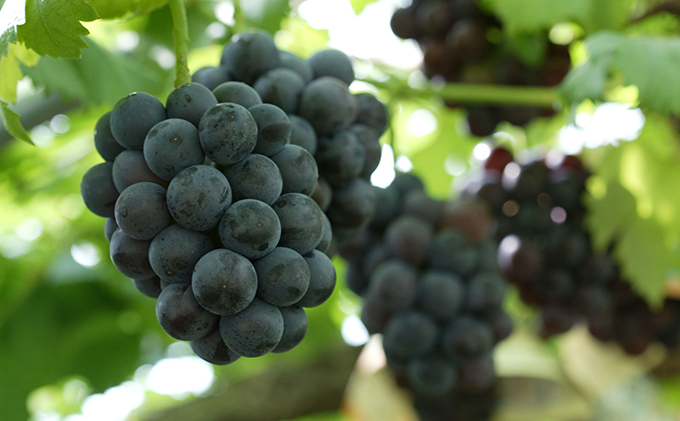 ぶどう 2026年 先行予約 葡萄 味比べ三昧 シャイン マスカット 晴王 1房 580g以上 ニュー ピオーネ 1房 580g以上（露地栽培）詰合せ ブドウ 葡萄  岡山県産 国産 フルーツ 果物 ギフト 