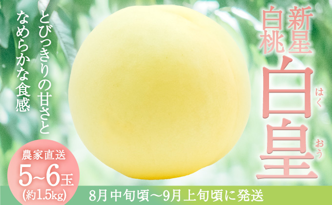 固めの 桃 2025年 先行予約 白桃 白皇 (はくおう) 5～6玉入り(約1.5kg) 贈答用 もも モモ 岡山県 赤磐市産 国産 フルーツ 果物 ギフト 