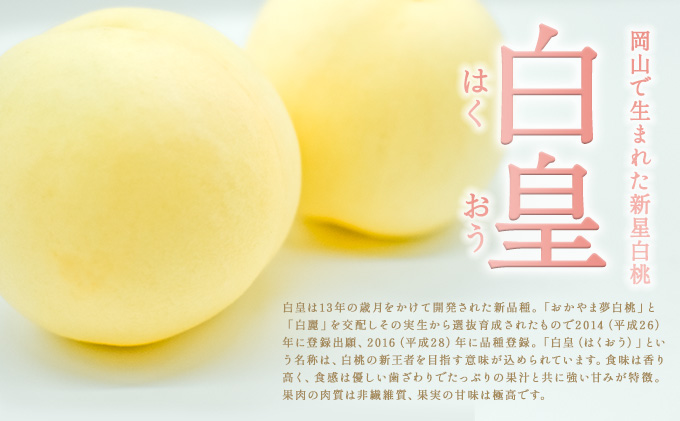 固めの 桃 2026年 先行予約 白桃 白皇 (はくおう) 5～6玉入り(約1.5kg) 贈答用 もも モモ 岡山県 赤磐市産 国産 フルーツ 果物 ギフト 