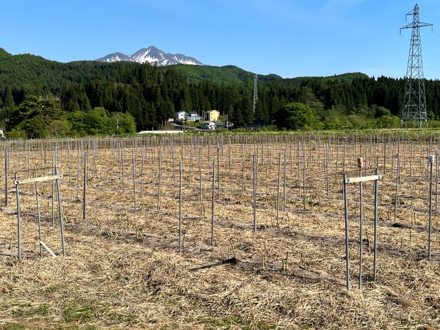 アスパラガス 先行予約 春アスパラガス 約1kg L～2L 厳選 やまたけ農園 アスパラ グリーンアスパラ 野菜 春野菜 春 旬 旬の野菜 朝どれ 産地直送 2026年 2026 先行 予約 青森 冷蔵 冷蔵配送 5月6月発送