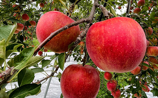 山形県南陽市のふるさと納税 【令和7年産先行予約】 りんご 「サンふじ」 約5kg (12～23玉 秀品) 《令和7年12月上旬～令和8年2月下旬発送》 『カネタ高橋青果』 リンゴ 山形県 南陽市 [1960]
